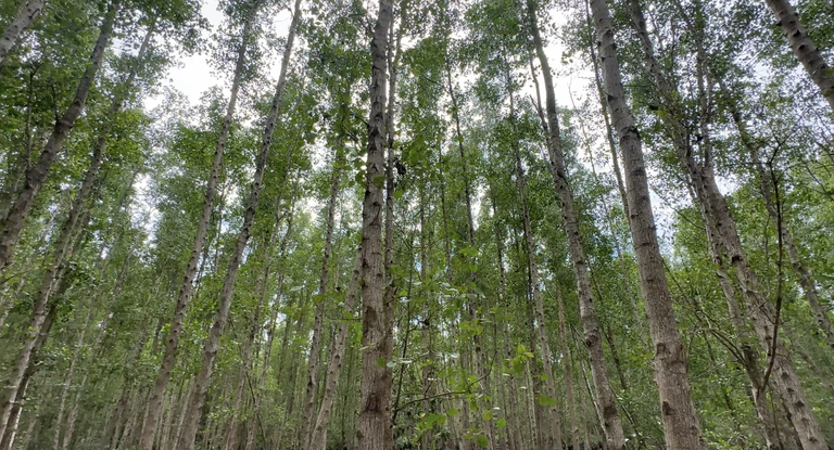 philippines-mangrove-forest 2.png