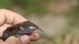 Mekong treasures: Tiny shrew mole, fanged furry hedgehog among new discoveries