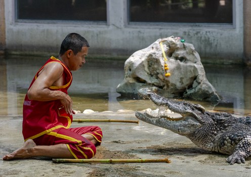 Sompop “Max” Ratdee pulls his hand out of a crocodile’s mouth at the Crocodile Farm and Zoo in Samut Prakan province, Thailand, Aug. 24, 2024.