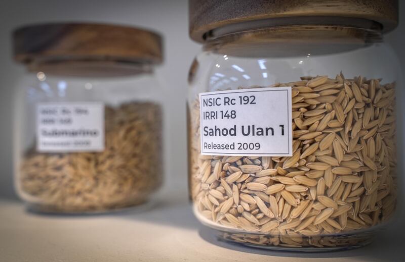 26 PH-rice2.jpg