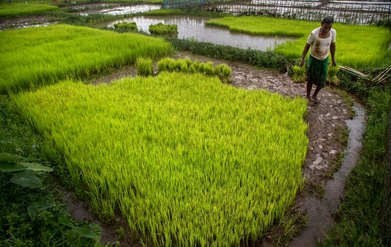 26 PH-rice3.jpg